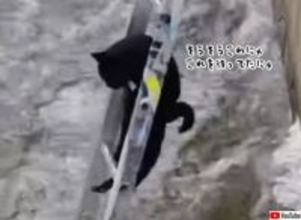 川の凍った場所から身動きが取れなくなった猫、梯子を使っての救出大作戦
