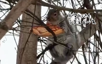 うまっ！盗んだパイをおいしそうに食べるリスのおかげで、店の売り上げは急上昇