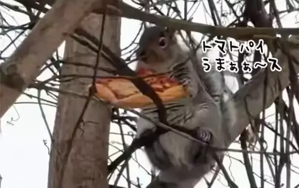 うまっ！盗んだパイをおいしそうに食べるリスのおかげで、店の売り上げは急上昇