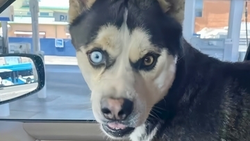 メキシコのハスキー犬、国境を越えてアメリカまで大冒険してしまう