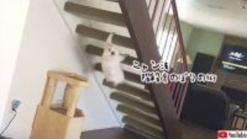ニャン法、階段うらのぼりの術を華麗に決める猫