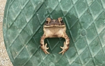 カエル、はさまる。スプリンクラーのカバーにすっぽりはまったヒキガエルを救助