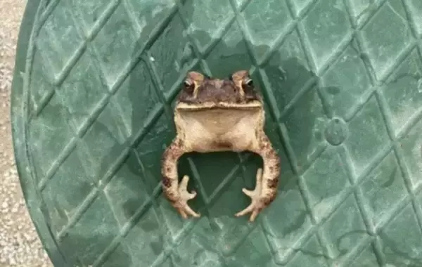 カエル、はさまる。スプリンクラーのカバーにすっぽりはまったヒキガエルを救助