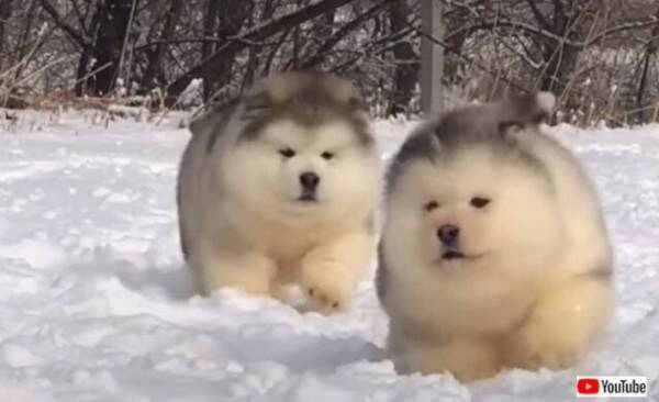 雪の中を駆ける毛玉たち マラミュートの子犬がコロコロ走る風景をとことん満喫する動画 22年1月8日 エキサイトニュース