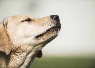 人間のストレスの匂いが犬の感情に影響を与え、より悲観的な行動をとるようになる