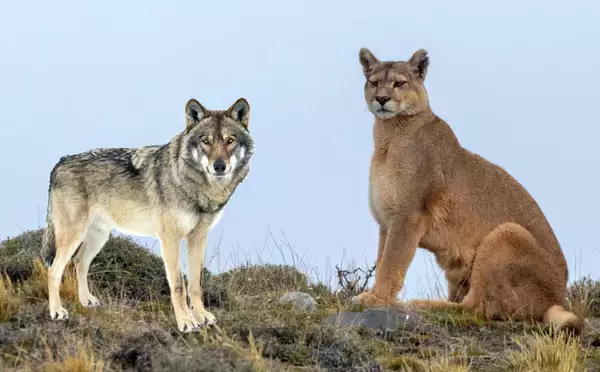 イエローストーンでは、オオカミとピューマが食生活を変え、共存の道を歩み始めた
