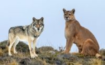 イエローストーンでは、オオカミとピューマが食生活を変え、共存の道を歩み始めた