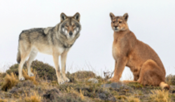 イエローストーンでは、オオカミとピューマが食生活を変え、共存の道を歩み始めた