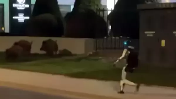 ヒューマノイドロボットが野生のイノシシを追い払う！ポーランドで目撃された奇妙な風景