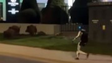 ヒューマノイドロボットが野生のイノシシを追い払う！ポーランドで目撃された奇妙な風景