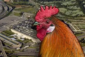 残酷すぎた品種改良 羽のない鶏とは 14年1月27日 エキサイトニュース