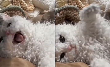 羊の皮を被った猫？くるくる巻き毛の「セルカークレックス」の子猫