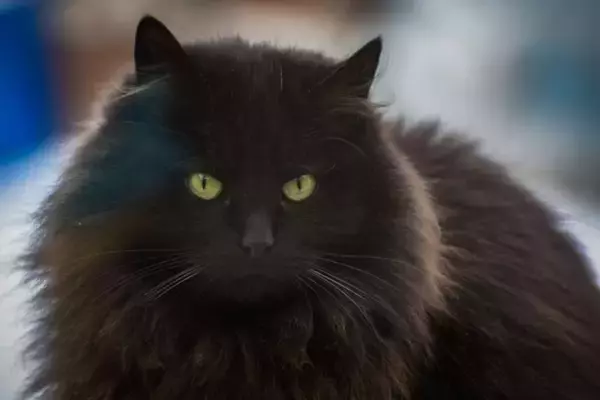 4匹が5匹に？ペットシッターが間違えて別猫を家に連れ帰ってしまう