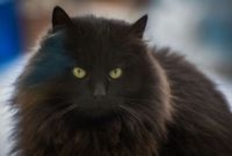 4匹が5匹に？ペットシッターが間違えて別猫を家に連れ帰ってしまう