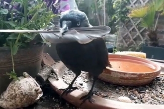 視線のレーザービームでロックオン。我が物顔で家に出入りする野生の鳥との友情物語