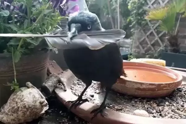 視線のレーザービームでロックオン。我が物顔で家に出入りする野生の鳥との友情物語