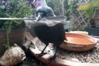 視線のレーザービームでロックオン。我が物顔で家に出入りする野生の鳥との友情物語