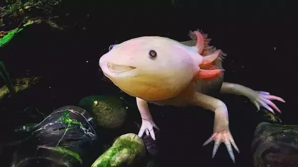 ウーパールーパーの遺伝子が人間の手足再生の鍵となるかもしれない