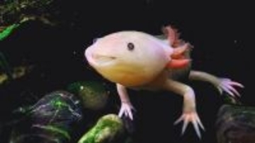 ウーパールーパーの遺伝子が人間の手足再生の鍵となるかもしれない