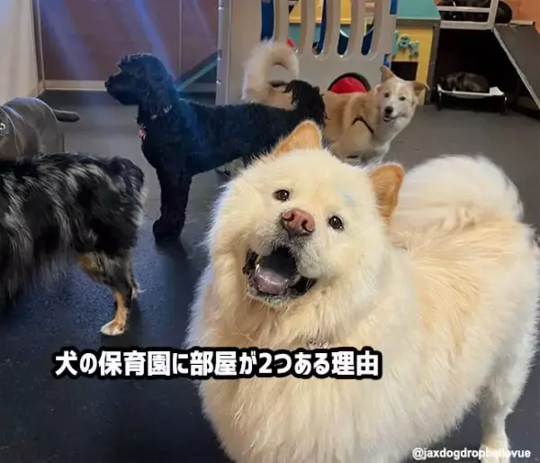 犬の保育園に部屋が２つある理由。性格に応じて別けられていた