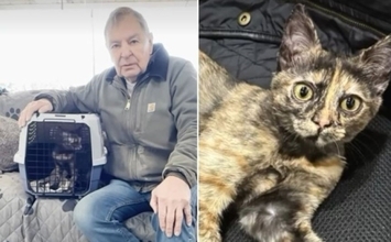 中東でアメリカ兵士に救われた子猫、海を渡って退役軍人を幸せに