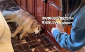 帰りたくない！祖父母の家でダダをこねるゴールデンレトリバーにチーズでおびき出す作戦