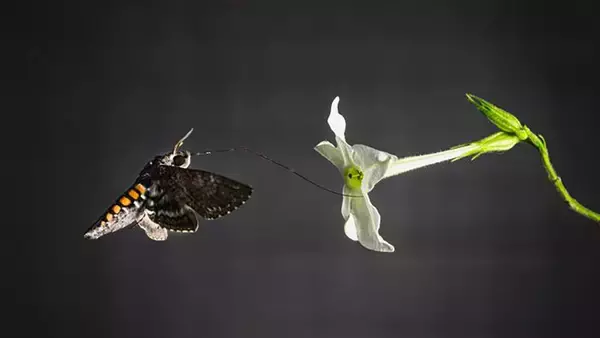 蛾のハネには、匂いをかぎ分ける嗅覚が備わっていた