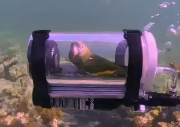 インコと一緒に水中を楽しみたい！専用の潜水艇を作って一緒に泳ぐ飼い主