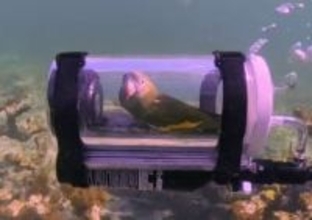 インコと一緒に水中を楽しみたい！専用の潜水艇を作って一緒に泳ぐ飼い主