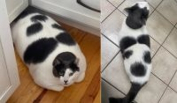 劇的ビフォーアフター！体重18kg超えの猫が7kgの減量に成功