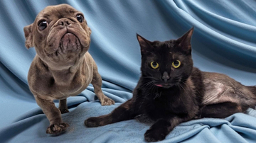 三本足の子犬が三本足の子猫と運命の出会い。種の壁を越えた大親友に