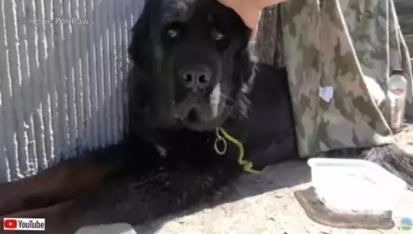 Hope For Paws～ハイウェイに犬がいる？ホームレスに置き去りにされたらしいニューファンドランド犬、無事に保護される