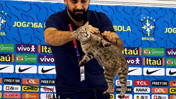 再び発動？2026年W杯ブラジル敗退で「猫の呪い」がネットで再燃