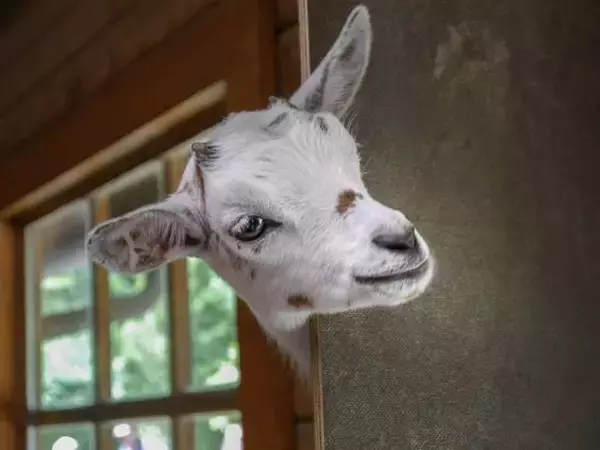 ヤギは人間の声を聞いただけで喜びや怒りの感情を読み取れることが判明