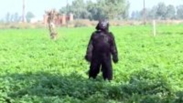 ビッグフットじゃなかった。サルを追い払うためクマの着ぐるみをまとったインドの農家