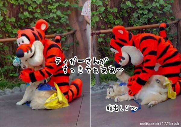 ディズニーランドで大好きなティガーさんに会えた犬 うれしくてお腹を出してしまう 22年5月25日 エキサイトニュース