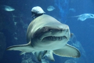 ワニだけじゃなくてサメもか！フロリダが全米で一番サメに襲われやすい州に認定される