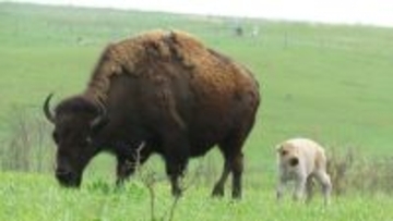 100万分の1の確率！珍しい白いアメリカバイソンの子が誕生