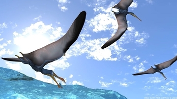 1億1300万年前の翼竜の化石から、魚やイカを食べていたことを示す証拠を発見