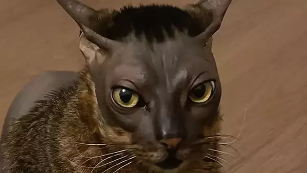 かつらを被りズボンを履き忘れた？愛すべき猫「ドンスコイ」の魅力に迫る