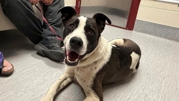 コヨーテの群れと行動を共にしていた行方不明の飼い犬が11か月ぶりに家族と再会