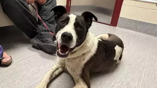 コヨーテの群れと行動を共にしていた行方不明の飼い犬が11か月ぶりに家族と再会