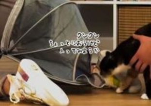 猫は安心吸収されるのか？ズボン一体型のお尻から入るキャットハウスが誕生してしまう