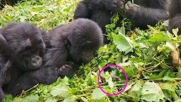 5頭の若いゴリラたちがカメレオンに夢中。そっと指で触れやさしく見つめる