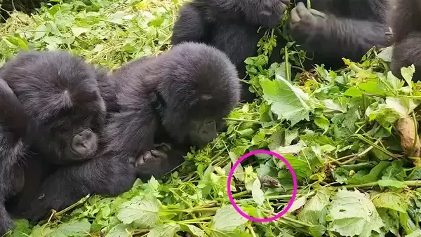 5頭の若いゴリラたちがカメレオンに夢中。そっと指で触れやさしく見つめる