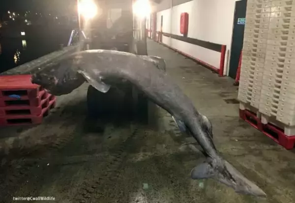 イギリスで引き上げられた推定年齢100歳のニシオンデンザメ