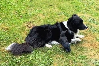 君はともだち。ボーダーコリーと野生のカラスがいつのまにか大親友に