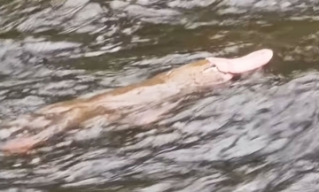 これは珍しい！オーストラリアでピンク色のカモノハシが発見される