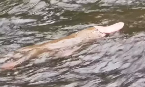 これは珍しい！オーストラリアでピンク色のカモノハシが発見される