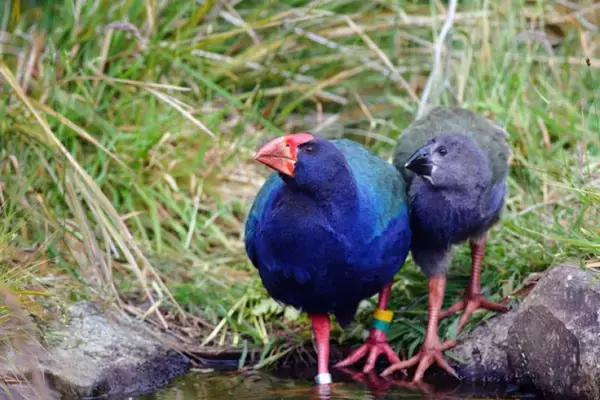 うれしいニュース。絶滅危惧種の鳥「タカヘ」のペアに待望のヒナ誕生